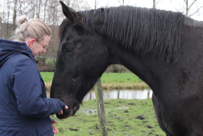 paardencoaching suzanne - tarieven